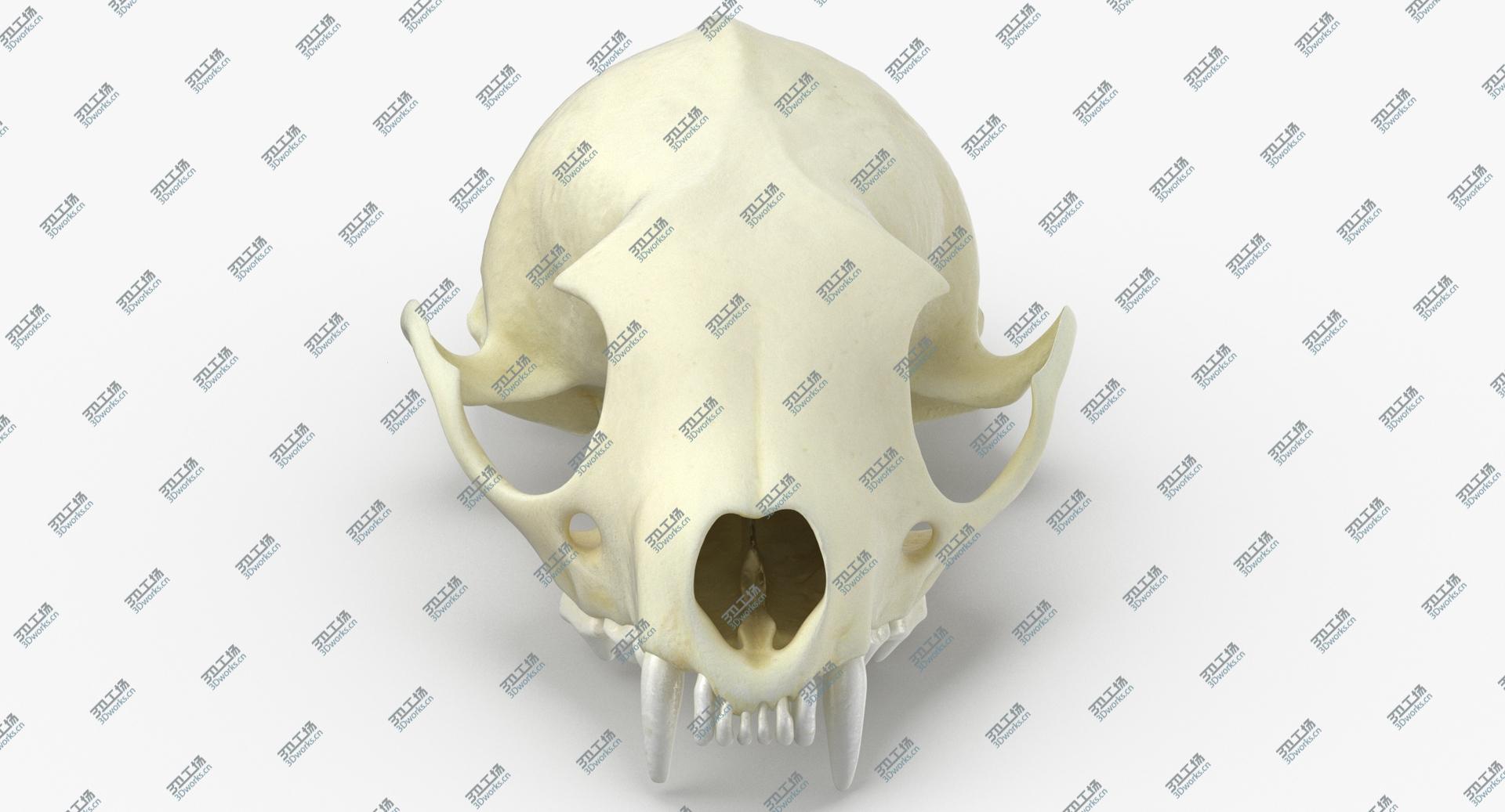 images/goods_img/2021040231/Real White Breasteed Marten Skull 01 3D model/4.jpg